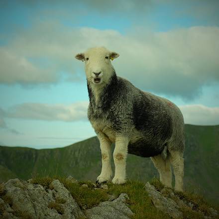 Herdwicks: The 'smiley' sheep that shaped the Lake District