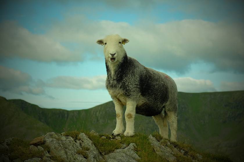 Herdwicks: The 'smiley' sheep that shaped the Lake District
